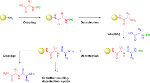 Custom Synthesis of Peptides